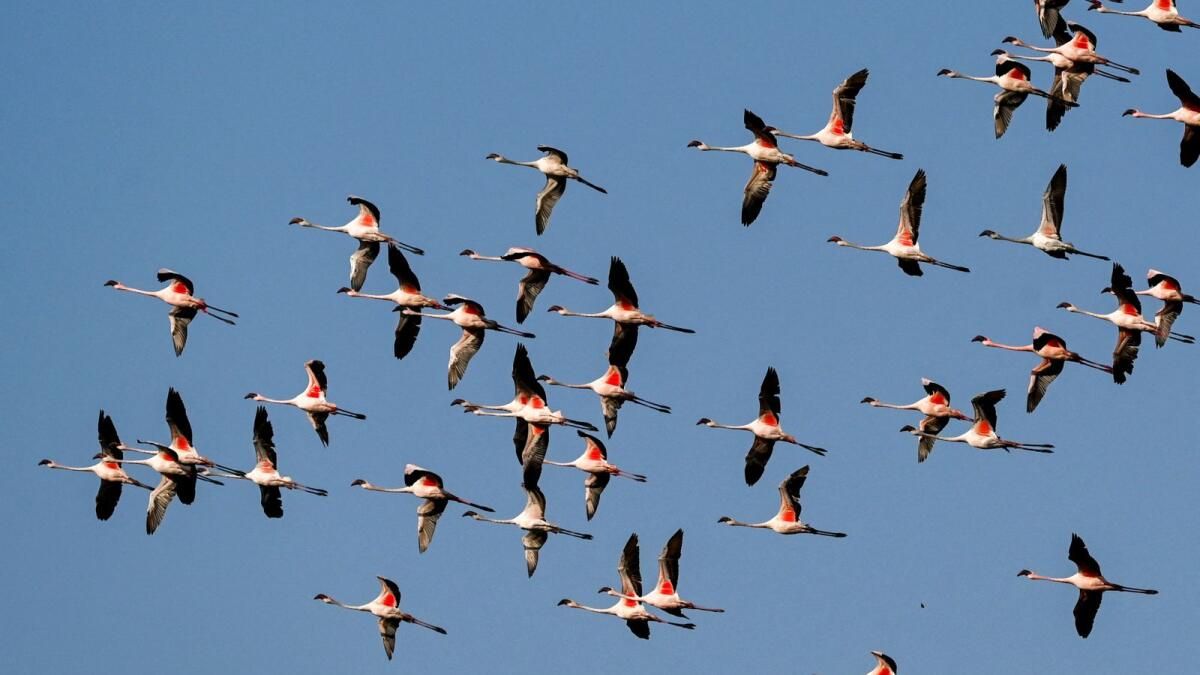 Hindistan: Mumbai Havaalanına inerken Uçakla Öldürülen En Az 36 Flamingo