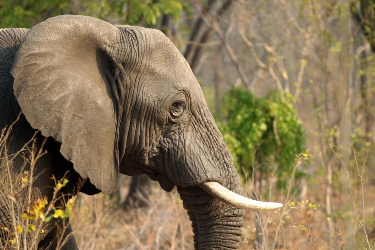 Hindistan: Vahşi Fil Saldırısı Televizyon Kameramanını Öldürdü