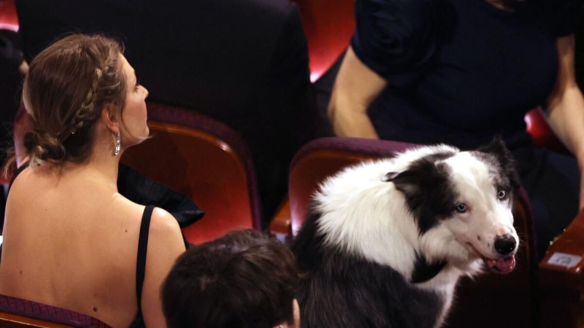 'Aktör' Köpek Messi, Cannes Kırmızı Halısında Yıldızlarla 'Röportaj Yapacak'