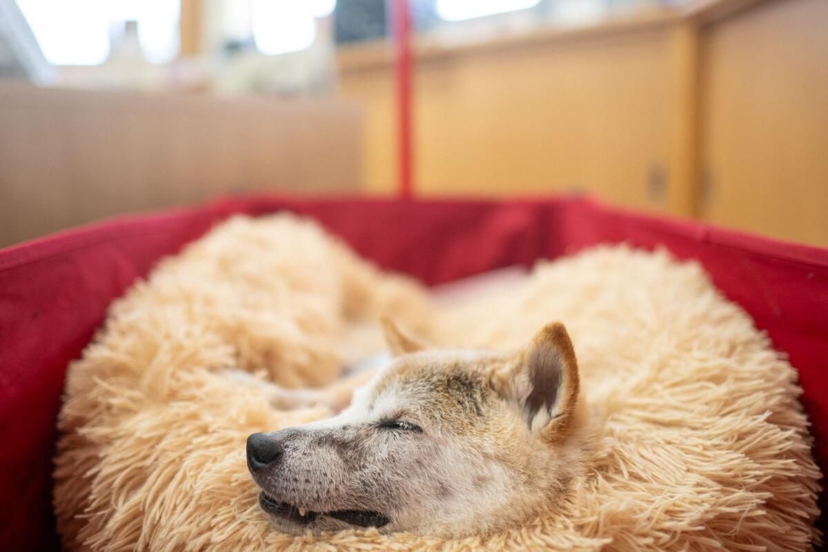 'Doge' Meme Şöhretinin Japon Köpeği Öldü