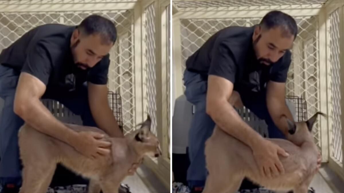 Yakalandı! Fujairah'ta Serbest Kalan Vahşi Kedi Bulundu; Sahibi Para Cezasına Çarptırıldı