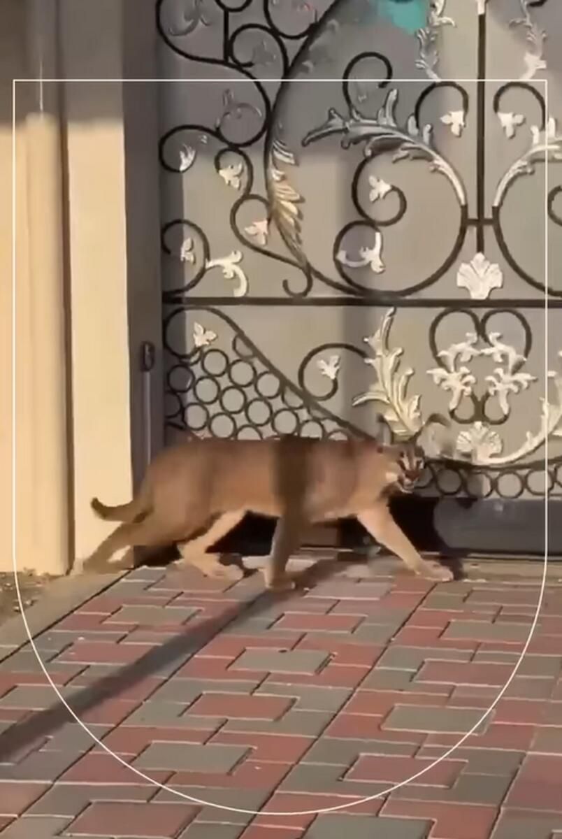 Video: Fujairah'ta Serbest Kalan Vahşi Kedi; Sakinler 'Uzak Durmaları' Konusunda Uyardı