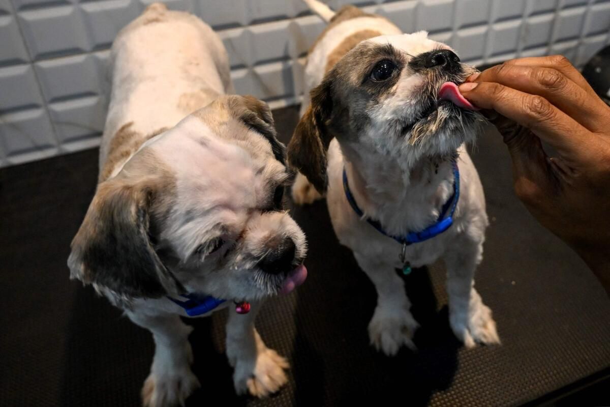 Asya Sıcak Dalgasında Evcil Köpekler ve Başıboşlar Acı Çekiyor