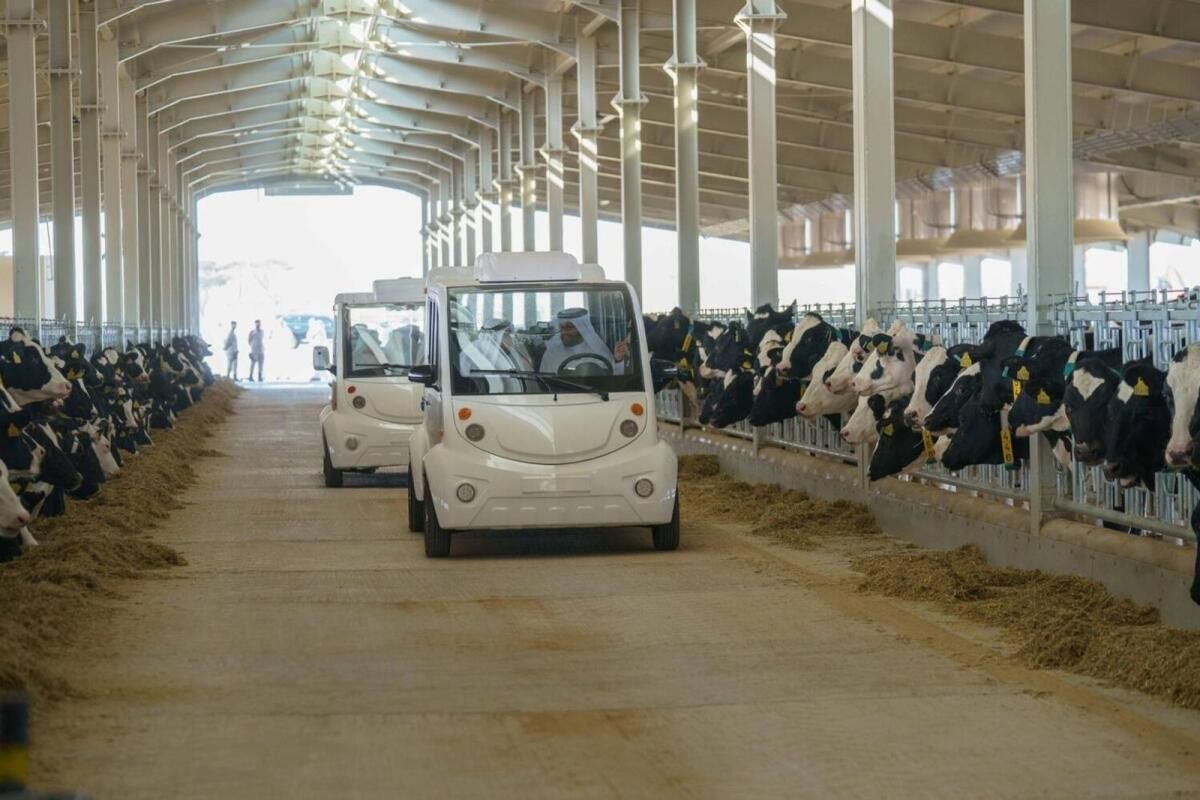 3 Yılda 5.000 İnek: Sharjah'ın Mleiha Süt Çiftliği En Temiz Sütü Üretecek