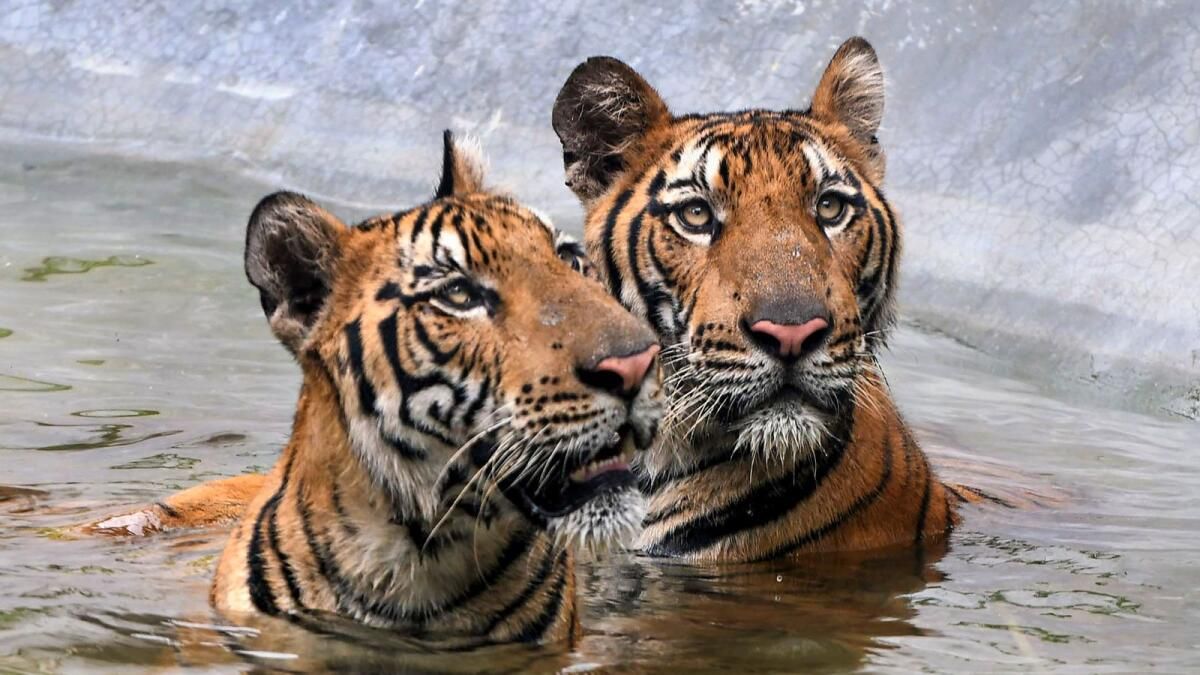 Çevre Bakanı, Hindistan'ın Tüm Fauna Kontrol Listesini Hazırlayan ilk Ülke Olduğunu Söyledi