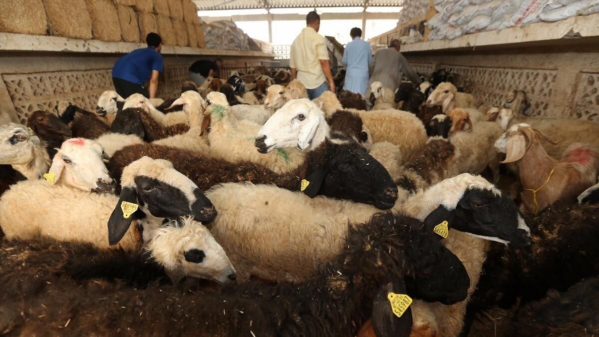 Dubai: Kurbanlık Hayvanların Fiyatları Kurban Bayramı Öncesinde Düşecek mi?