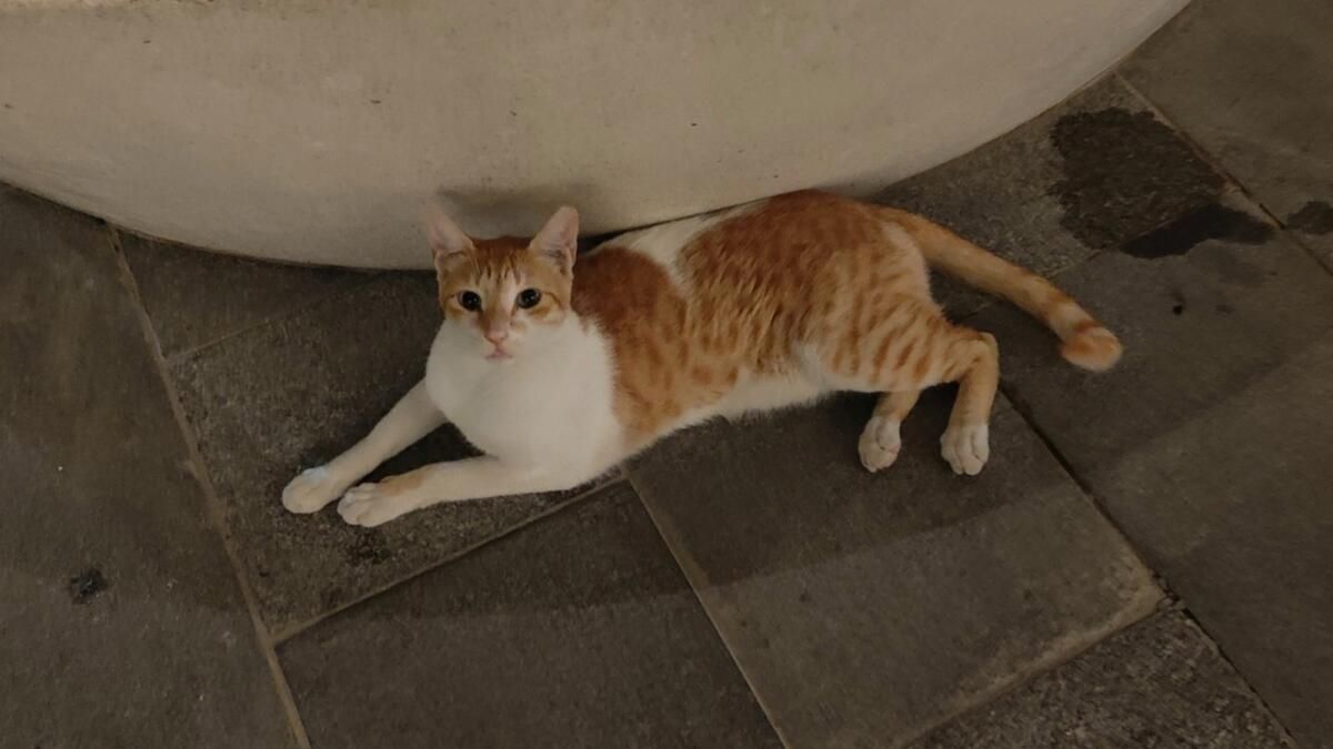 Dubai: Kedi Zehirlenmesi Toplumda Öfkeye Yol Açıyor, Sakinler Adalet İstiyor