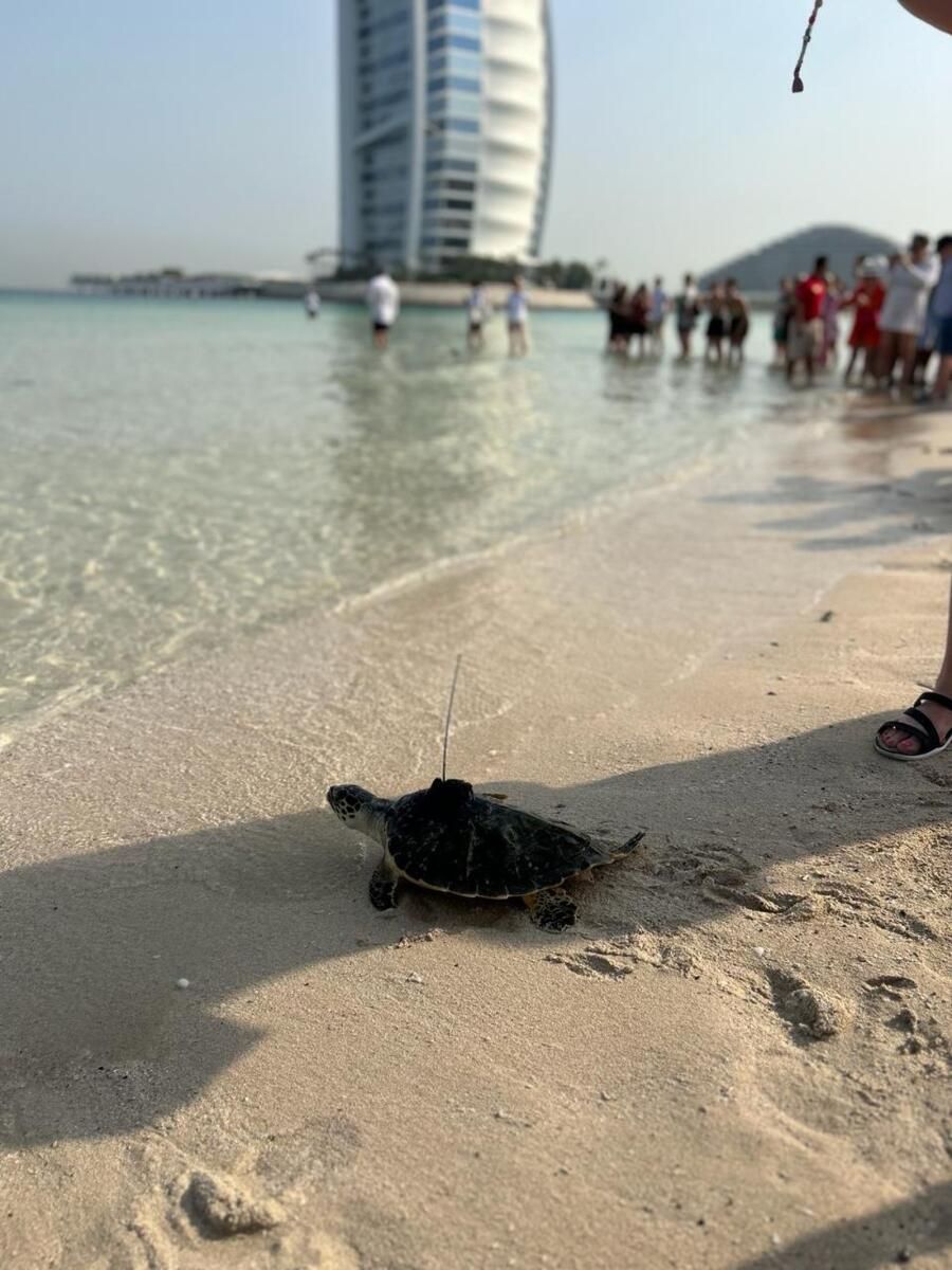 Dubai: Jumeirah Plajı'ndan Çıkan Deniz Kaplumbağası Tayland'a Ulaştı