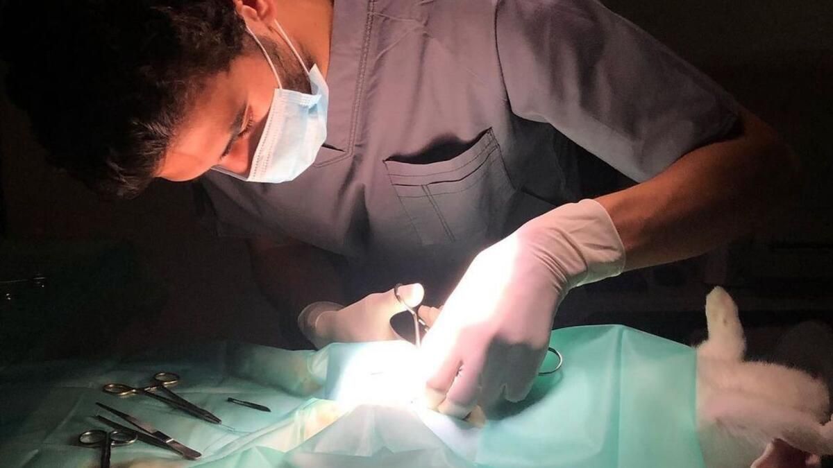 BAE: Veterinerler, Kanserden Alzheimer'a Kadar Evcil Hayvanların Da Benzer İnsan Hastalıklarına Sahip Olabileceğini Ortaya Koyuyor