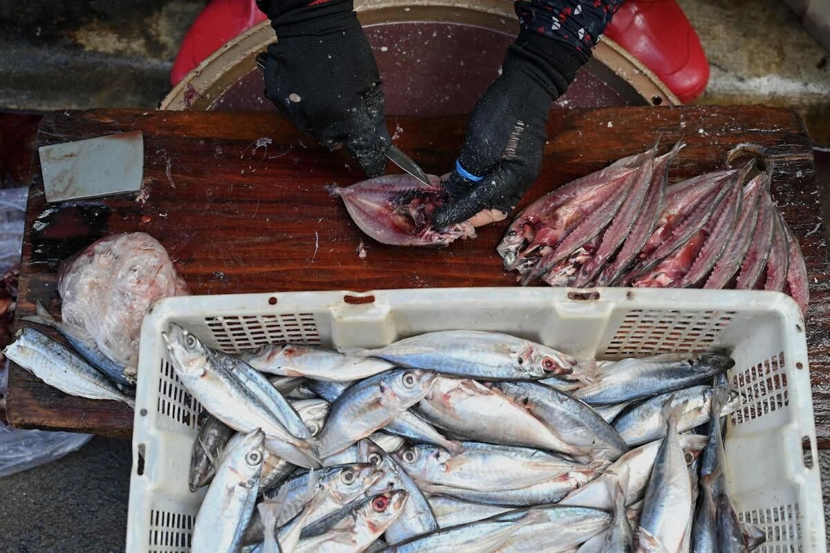 Filipinli Balıkçılar Göldeki Güneş Çiftliğinin Gelirlere Zarar Vereceğinden Endişeleniyor