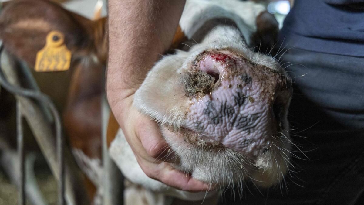 Fransız Koyun Çiftçileri Bluetongue Salgını İçin Endişeleniyor