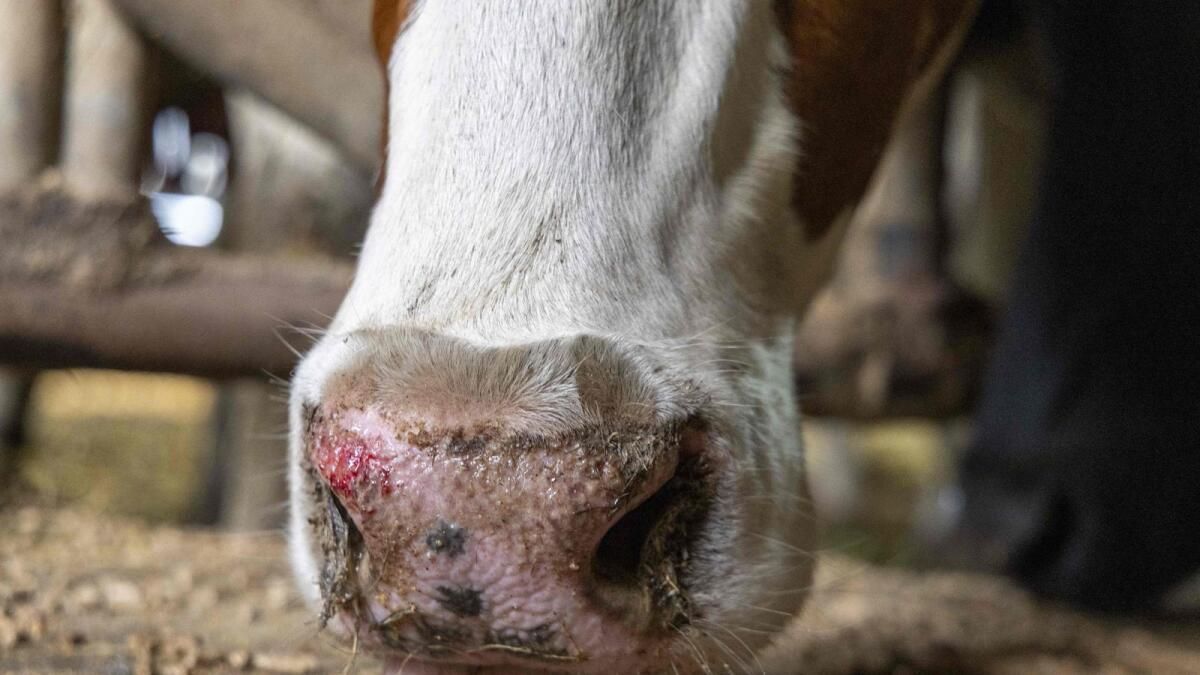 Fransa, Belçika Sınırına Yakın Bluetongue Hastalığı Salgını Bildirdi