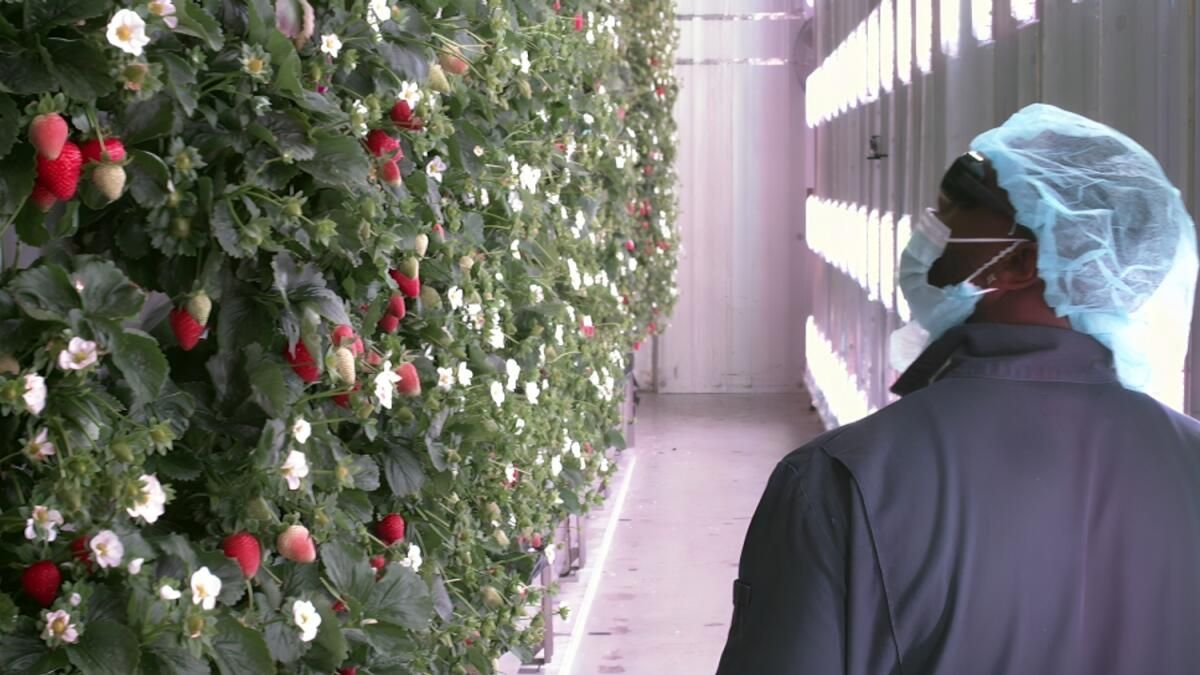BAE: Bölgenin Abu Dabi'de Ortaya Çıkan İlk Kapalı Dikey Çilek Çiftliği