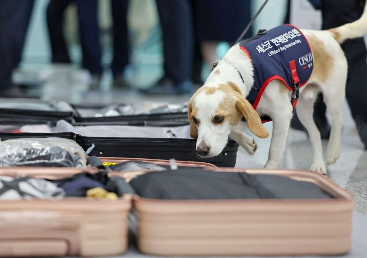 S. Koreli Sniffer Köpeği Olimpiyat Sonrası Tahtakuruları Arıyor