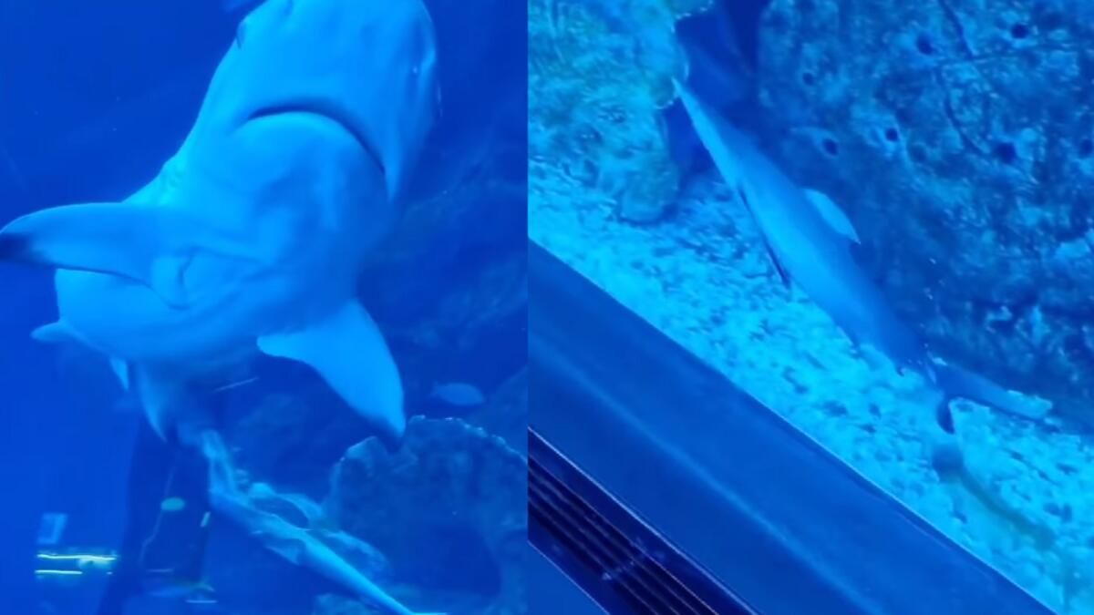 İzle: Dubai Mall Akvaryumu'nda Doğan Bebek Köpekbalığı, Nadir Görülen Manzaraya Hayran Kalan Ziyaretçiler