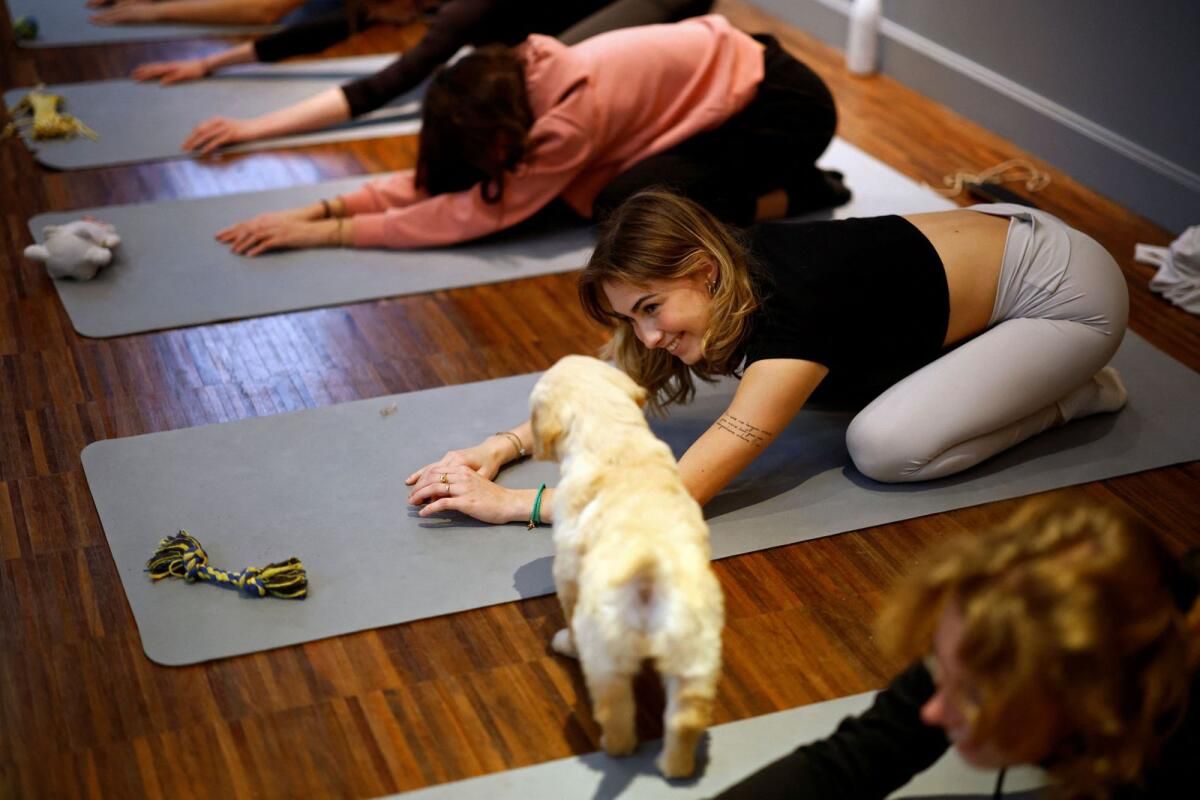 Evlat Edinilebilir Yavru Köpekler Yoga Dünyasına Neşe ve Zihinsel Sağlık Getirir