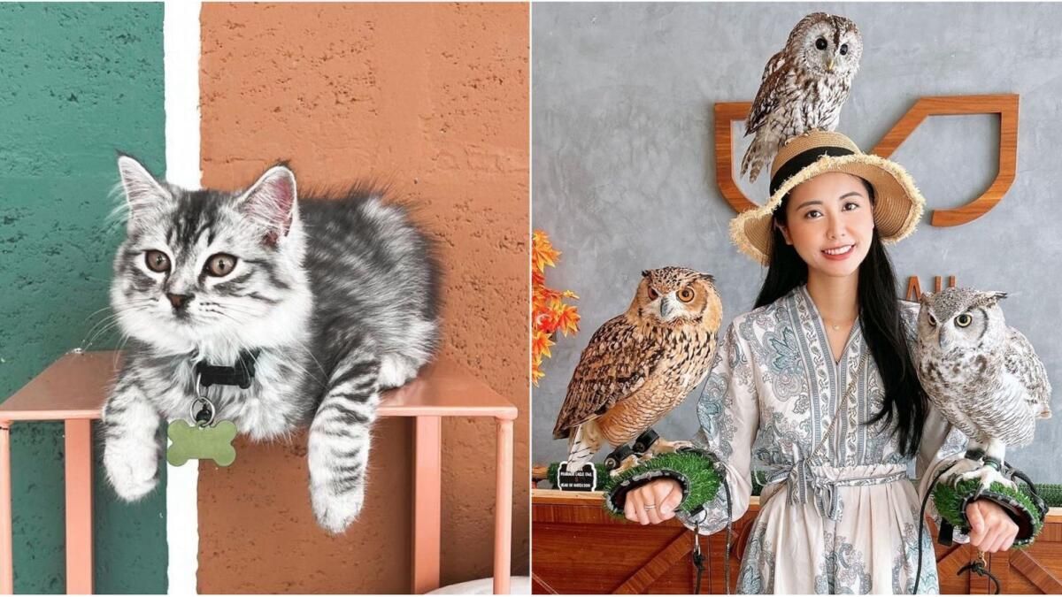 Kedilerden Baykuşlara: 6 BAE 'Sevişme' Kafesi, Sahipsiz Evcil Hayvan Deneyimi Sunan Hayvan Merkezleri