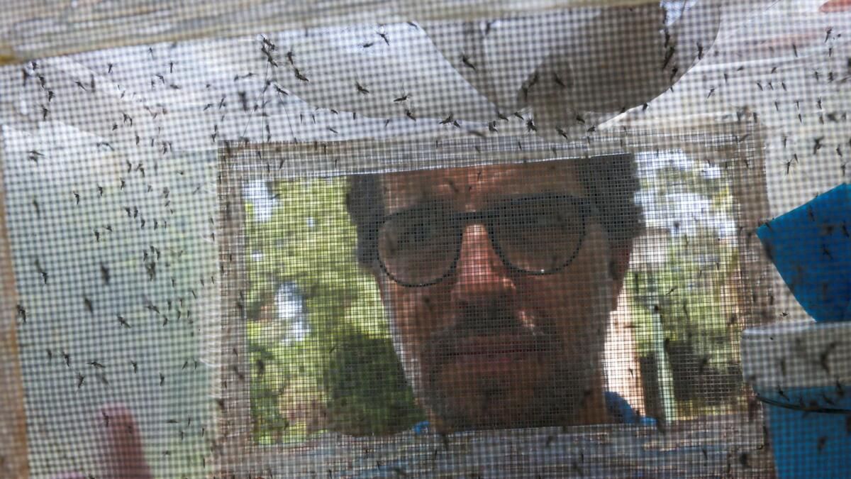 İspanyol Laboratuvarı, İklim Değişikliği Dang Hummasının Yayılmasını Körüklerken Sivrisinekleri Sterilize Ediyor