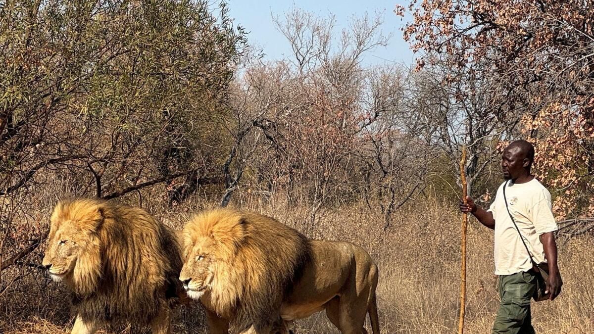 Güney Afrika Aslan Yetiştiricileri Yasağın Ardından Belirsiz Bir Gelecekle Karşı Karşıya
