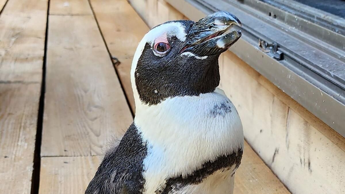 'Mucize' Japon Pengueni Kaçıştan iki Hafta Sonra Bulundu