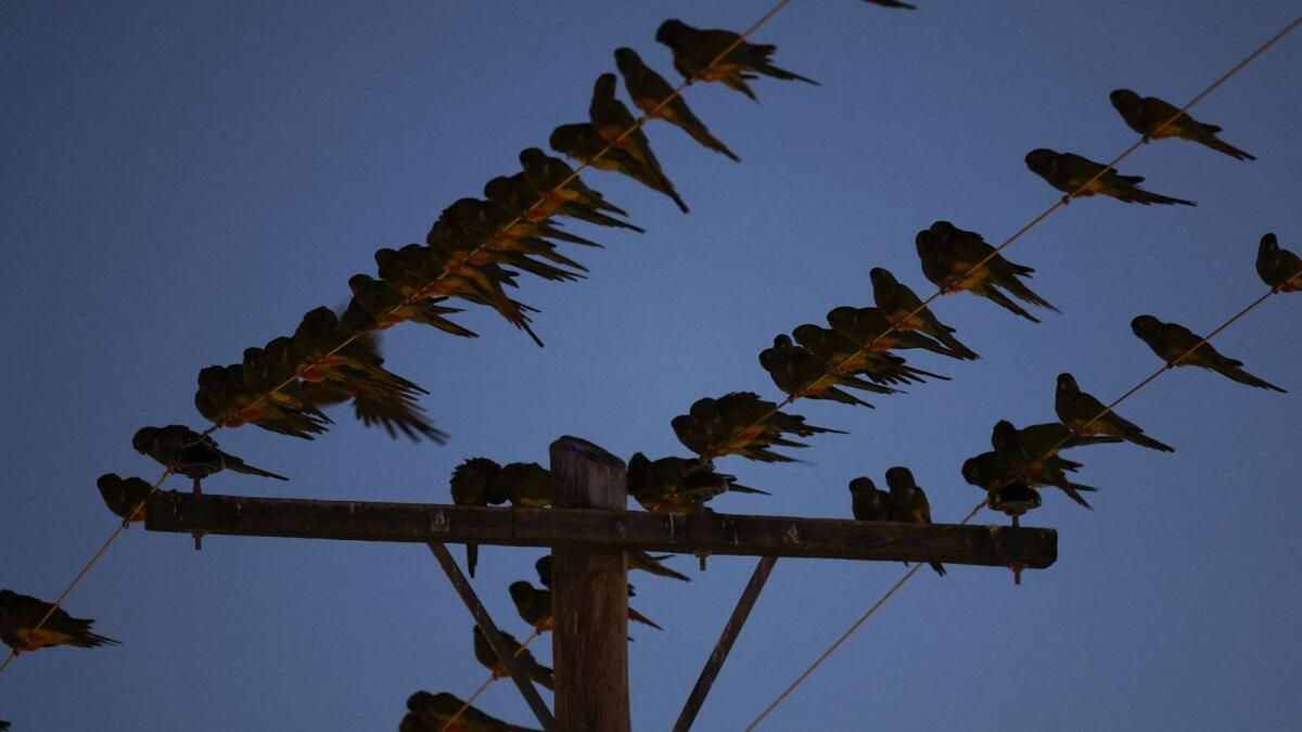 Arjantin Kasabası Papağan İstilasıyla Savaşıyor