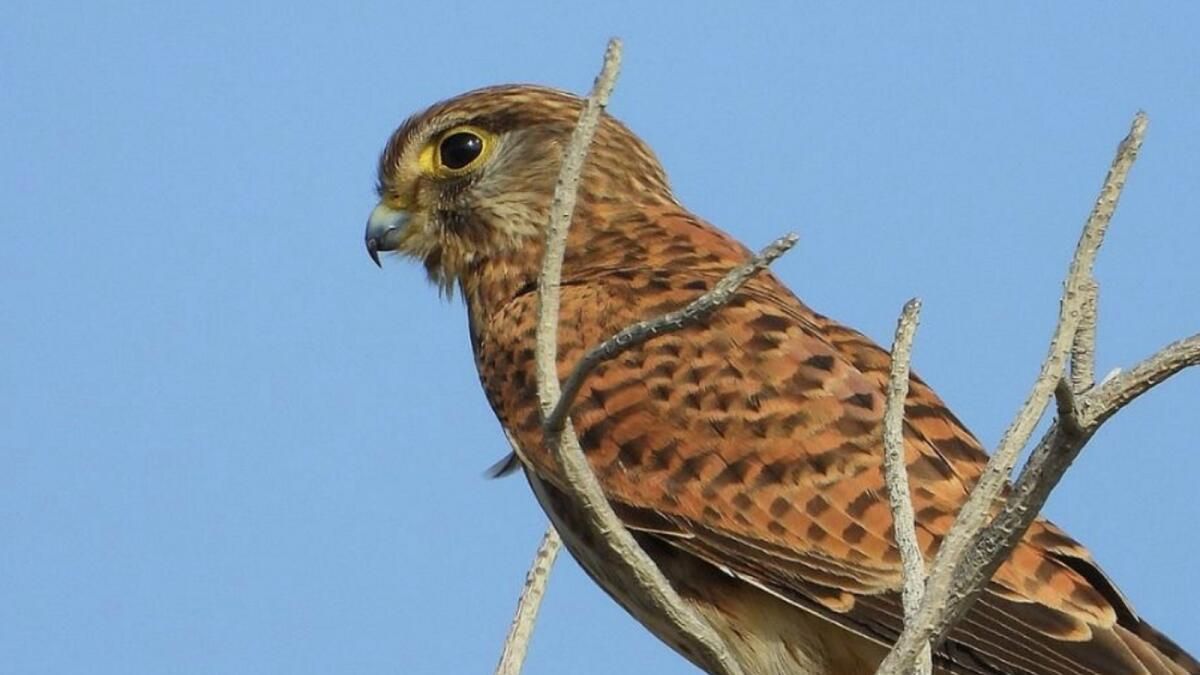 BAE: Falcon, Otorite Tarafından Kurtarılan Konut Binasında Sıkıştı