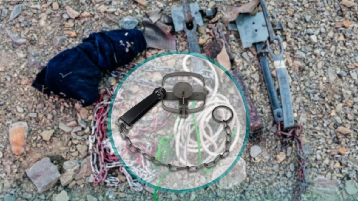 BAE: Fujairah'a Yasadışı Av Tuzakları Kuran Suçluları Avlayın