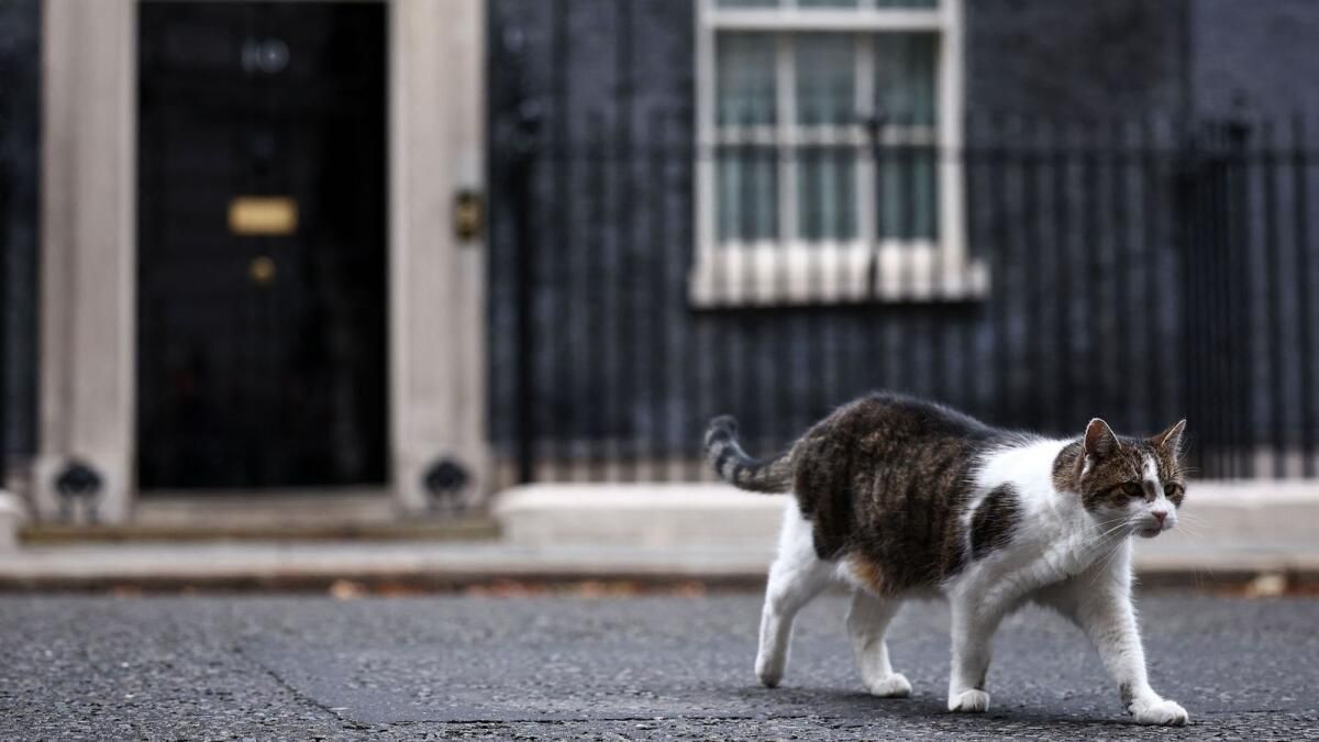 Downing Street Kedisi Larry 'Rus' Rakibi Oldu