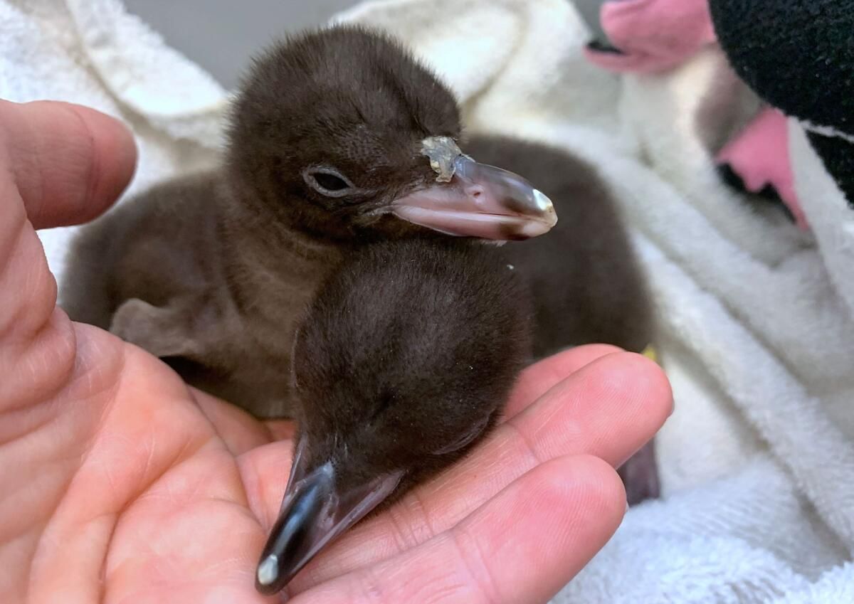 Utangaç, Kokuşmuş Penguen Yılın Yeni Zelanda Kuşunu Kazandı