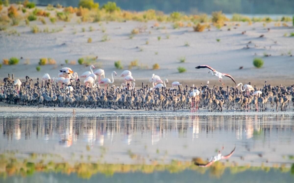 BAE: 10 Büyük Flamingo Rehabilite Edildi, Abu Dabi'de Rezerve Edildi