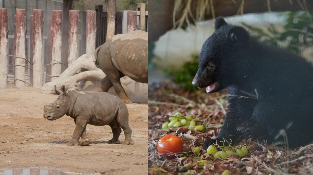 Bakın: Beyaz Bir Gergedan mı yoksa ikiz Ay Ayıları mı Adlandırmak istiyorsunuz? Dubai Safari Parkı Nadir Doğumları Duyurdu