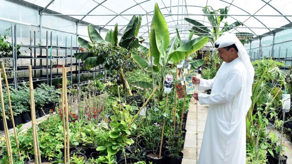 BAE: 6.000'den Fazla Kakao Ağacı Yetiştiren Emekli Subay ile Tanışın