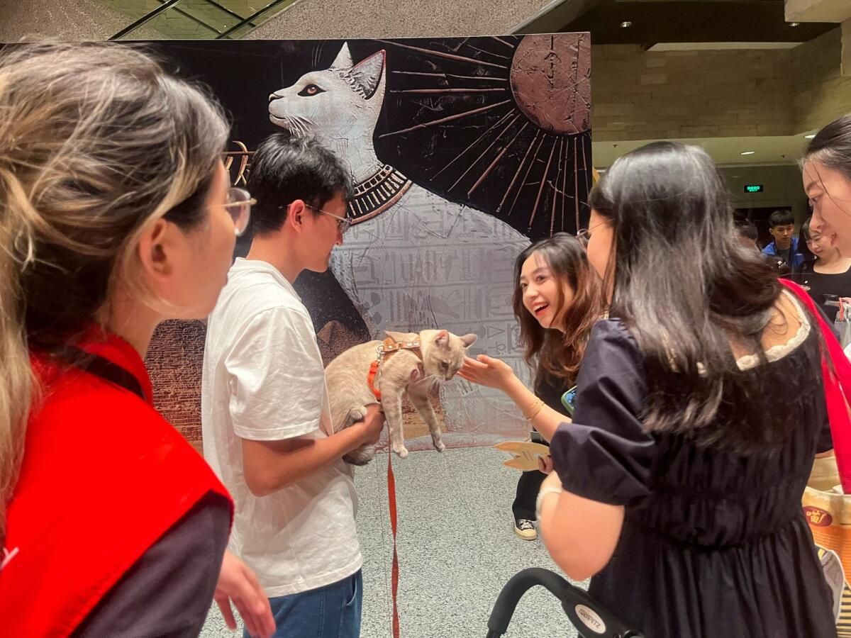 Şangay Müzesi, 'Miyav Gecelerinde' Kedi Ziyaretçilerini Ağırlıyor