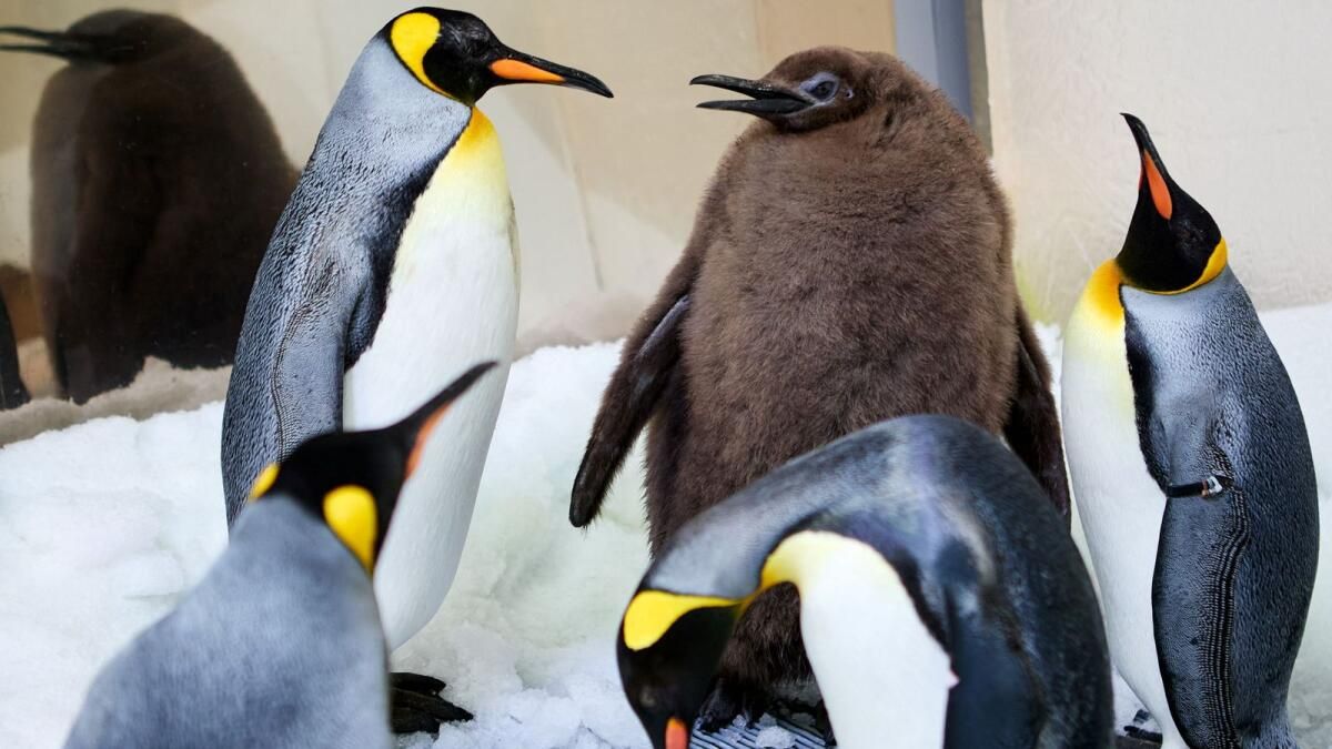 Büyük Avustralyalı Penguen Piliç 'Pesto' Yıldız Oldu