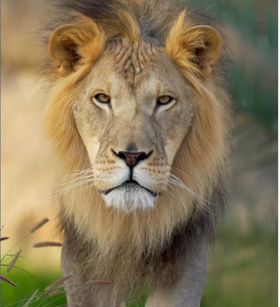 Sharjah Safari Açılış Tarihini Açıkladı; Bilet Fiyatları, Zamanlamalar Açıklandı