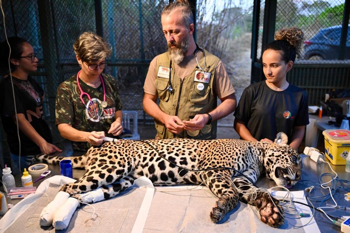 Brezilya Veterinerleri Pantanal Yangında Yakılan Jaguar'ı Tedavi Ediyor