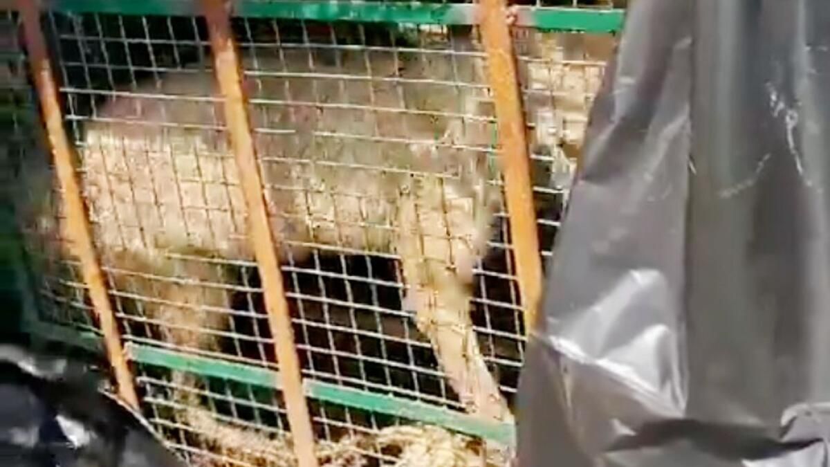 Dronlar, Bebekler, Gübre: Katil Kurtlar Hindistan'da Paniğe Neden Oluyor