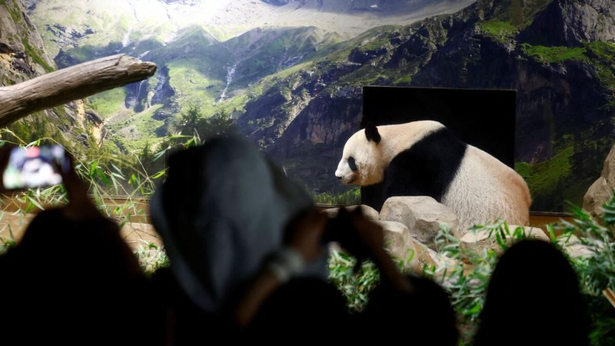 Japonya'nın Sevilen Panda Çifti, Gönülden Vedalaştıktan Sonra Eve Dönüyor
