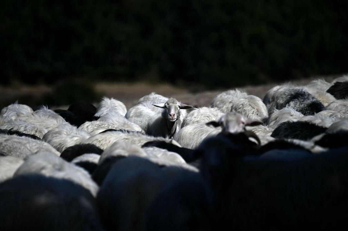 Alman Koyun Çiftçileri Bluetongue Krizinde Terk Edilmiş Hissediyorlar