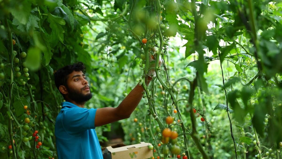 BAE'deki işler: Bakan, 2030 yılına Kadar Gıda Sektöründe Açılacak 20.000 Boş Pozisyon Olduğunu Söyledi