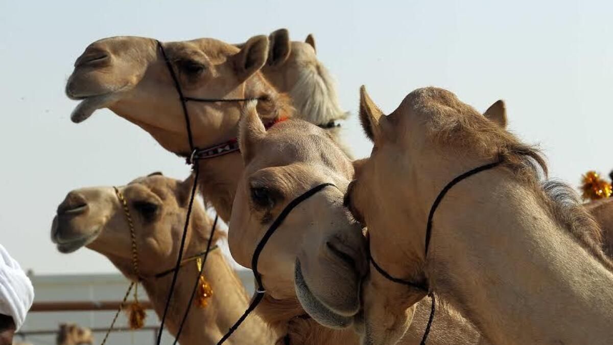Sharjah, Develerin, Keçilerin, Atların Özgürce Dolaşabileceği Yeni Yol Kenarı Sığınağı İnşa Edecek