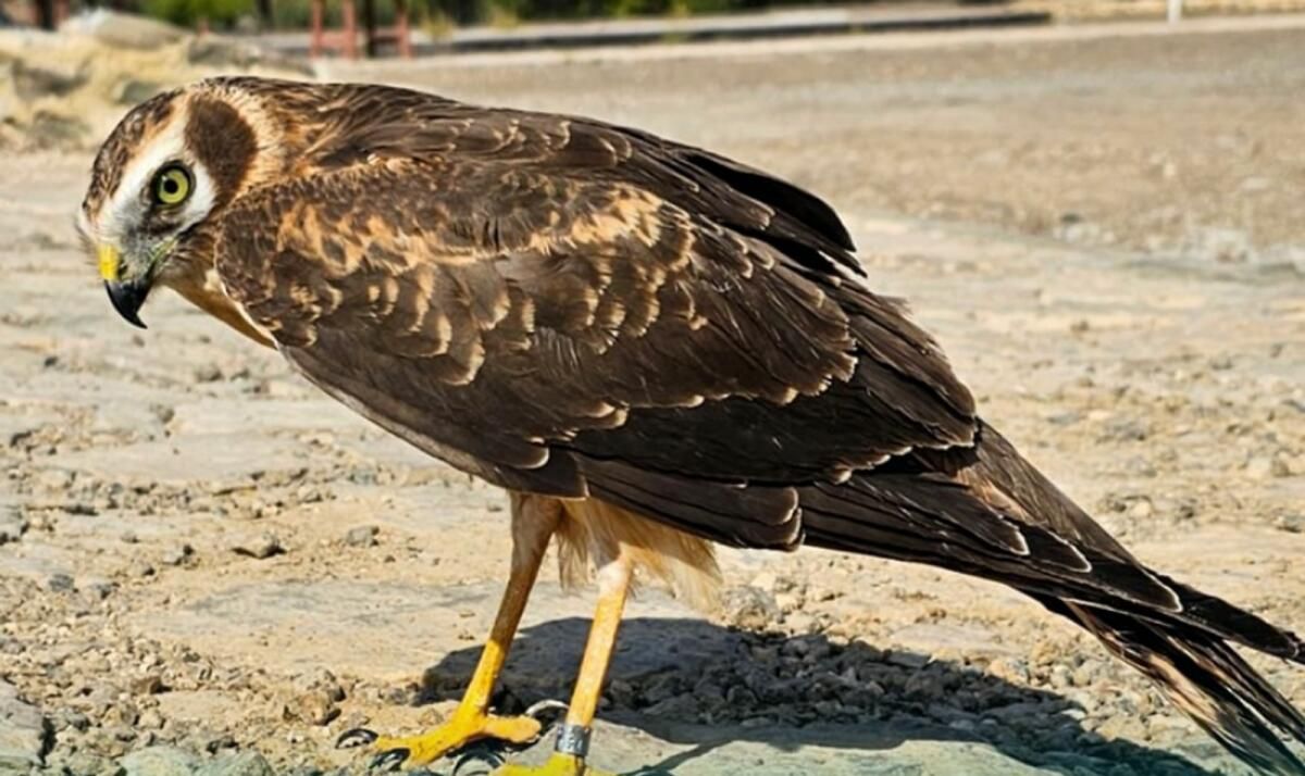BAE Vatandaşı Fujairah Çiftliği Yakınlarında Yırtıcı Kuş Buldu
