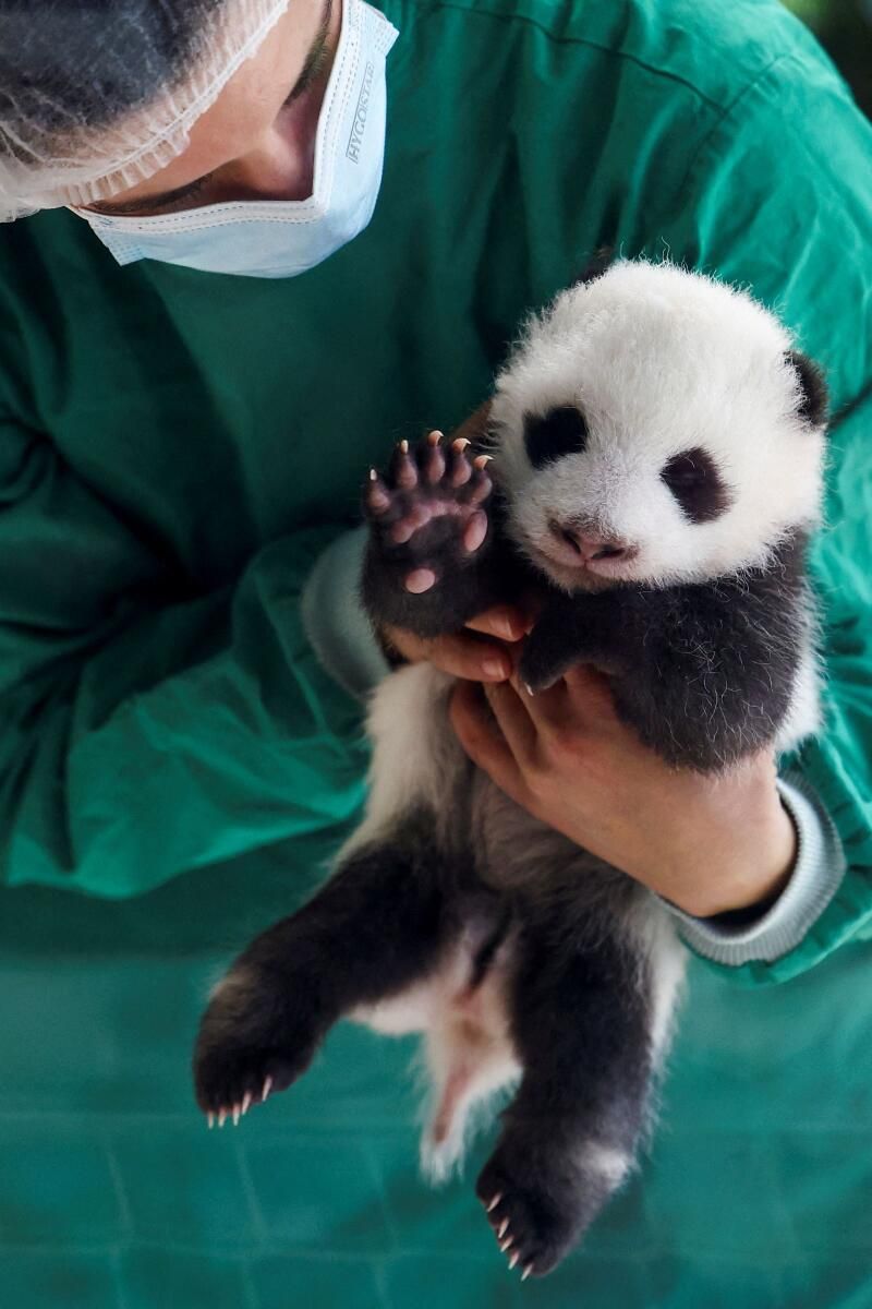 Çin'den 'Panda Express' Gemisiyle Dev Pandalar Bize Uçtu