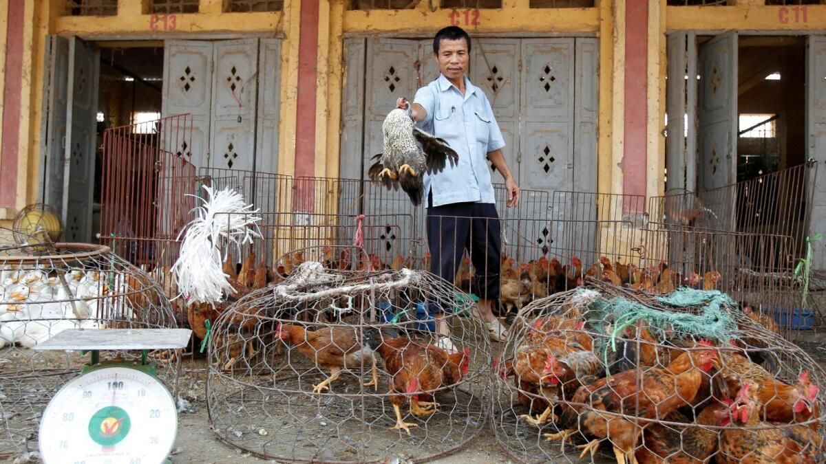 Vietnam'da Onlarca Esir Kaplan ve Aslan Öldü, Kuş Gribi Tespit Edildi