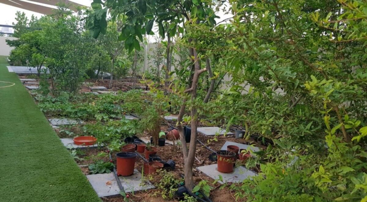 BAE: Zehirli Bitkilerin Listesi; Maruz Kalma Durumunda Yapılması Gerekenler