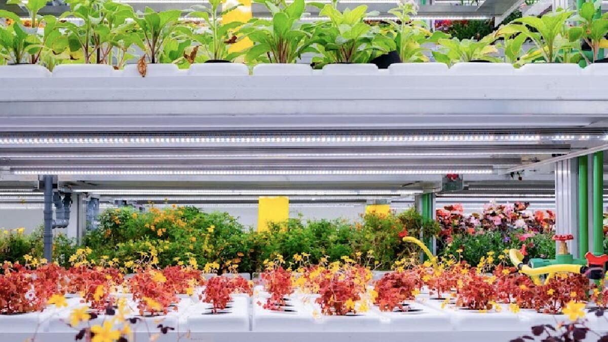 Future Food Foundry, Yeşillendirmeye 5 Milyon Dolardan Fazla Yatırım Yapıyor