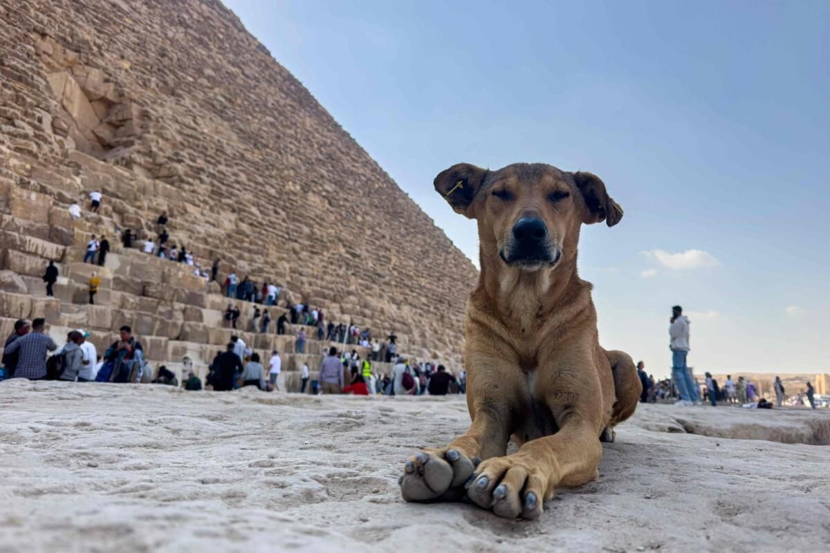 Giza'daki Sokak Köpekleri 'Piramit Köpek Yavrusu' Hissinden Sonra Turist Çekilişi Oldu