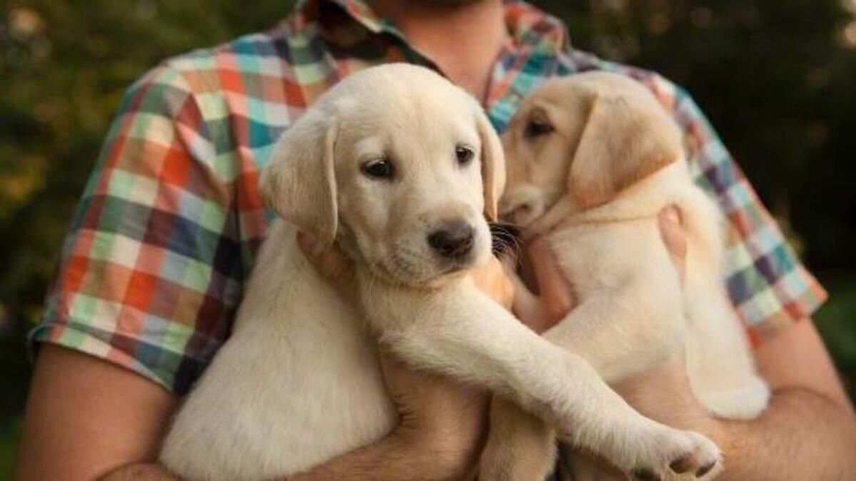 BAE: Köpekler Genç Mahkumların Rehabilitasyon Merkezlerinde Yaşamla Başa Çıkmalarına Nasıl Yardımcı Oluyor?