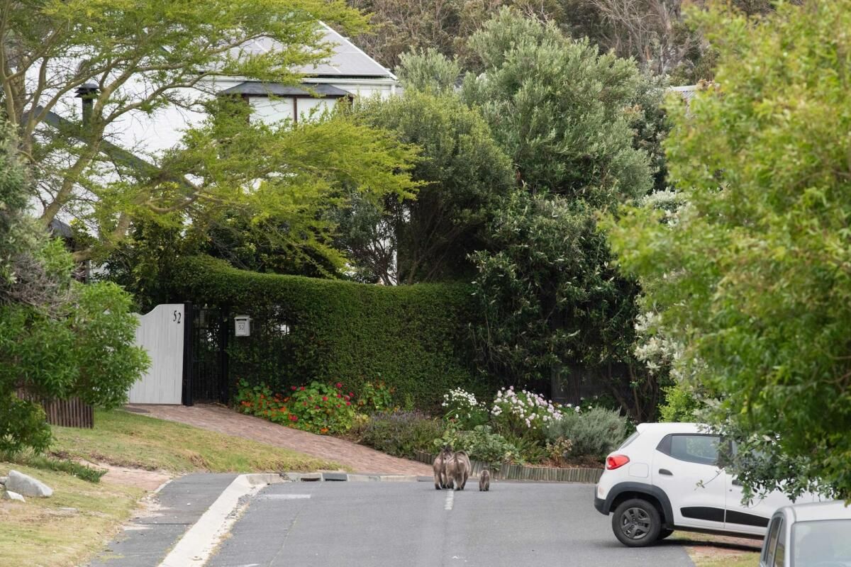 Babunlar Daha Cesur Hale Geldikçe, Cape Town Çözümler için Savaşır