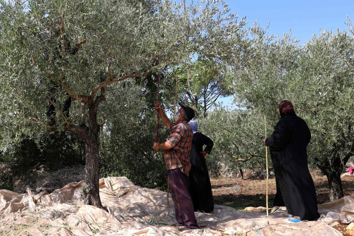 'Savaş Beni Mahvetti': Lübnanlı Çiftçiler Kayıp Sezonun Yasını Tutuyor